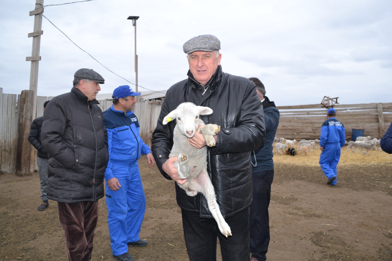 А. Абдулмуслимов ознакомился с ходом окотной кампании в Кочубейской ЗОЖ